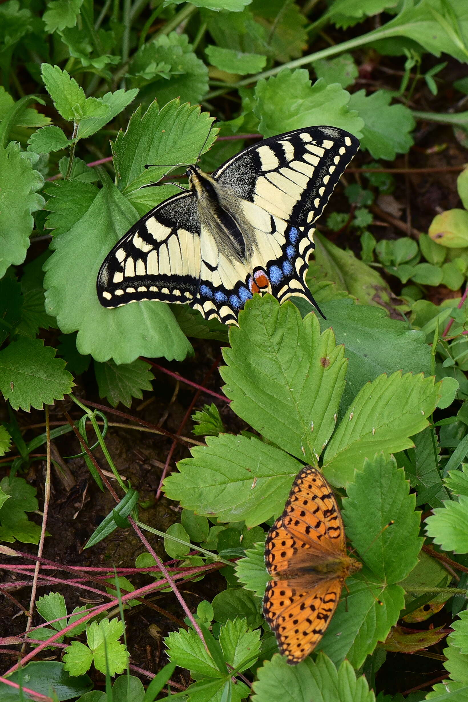 Image of Old World Swallowtail