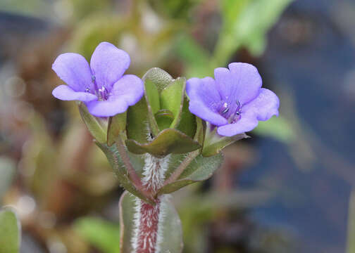 Image of blue waterhyssop