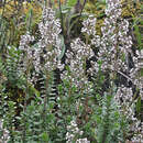 Image of Valeriana microphylla Kunth