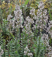 Image de Valeriana microphylla Kunth