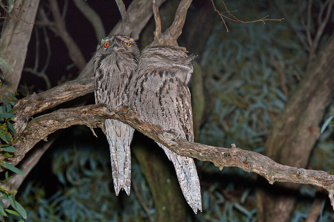 Image of Tawny Frogmouth