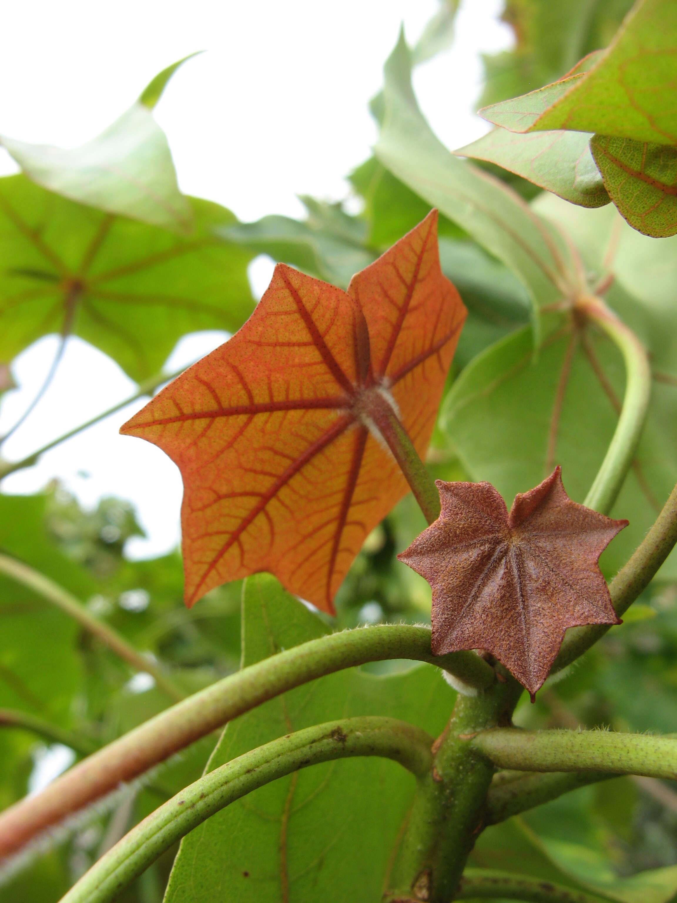 Image of treecotton