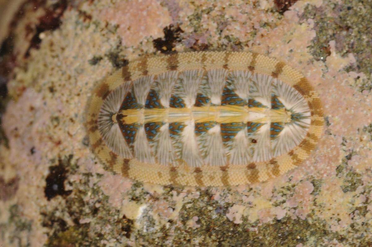 Image of Polyplacophora