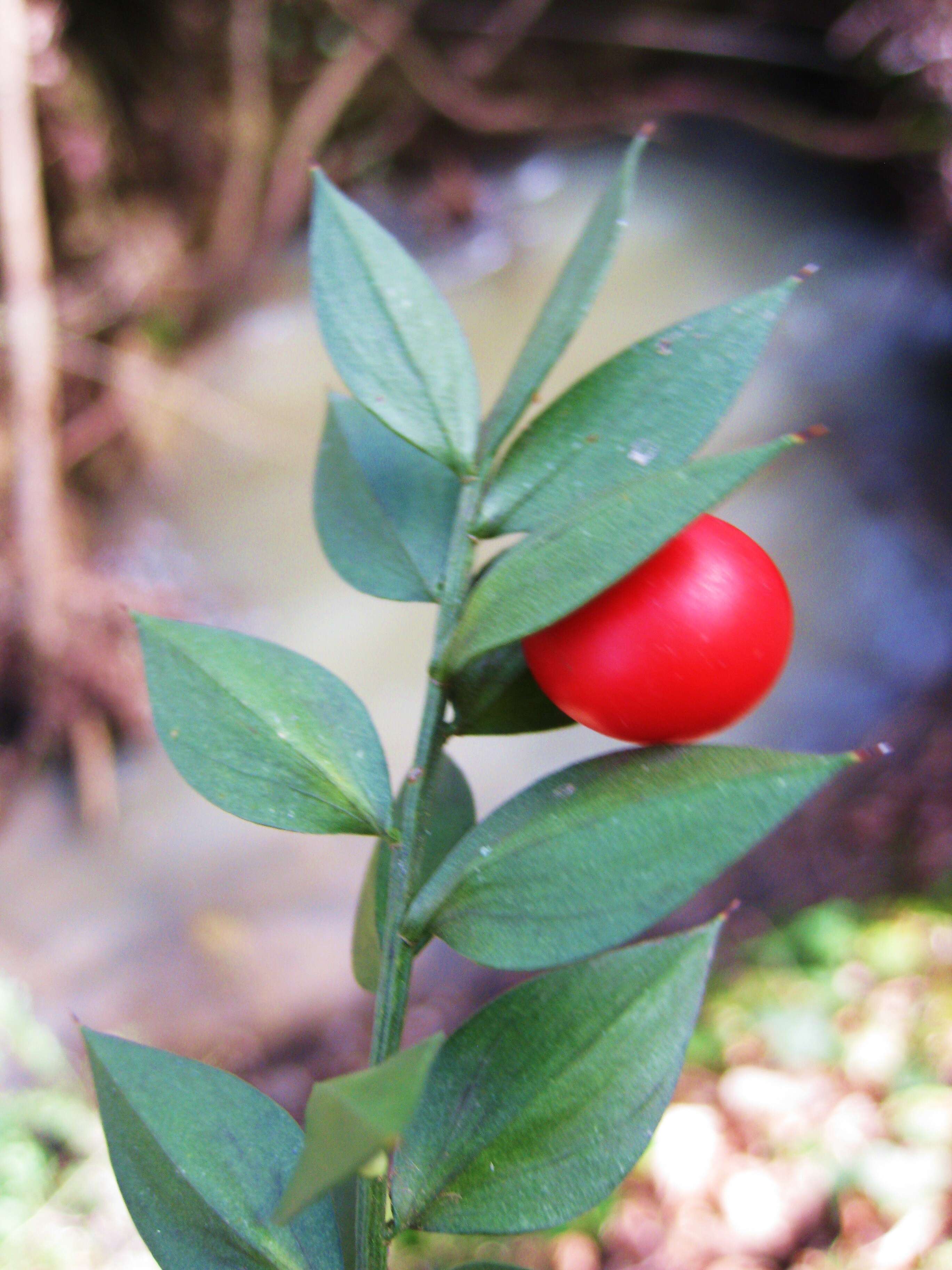 Image of butcher's broom