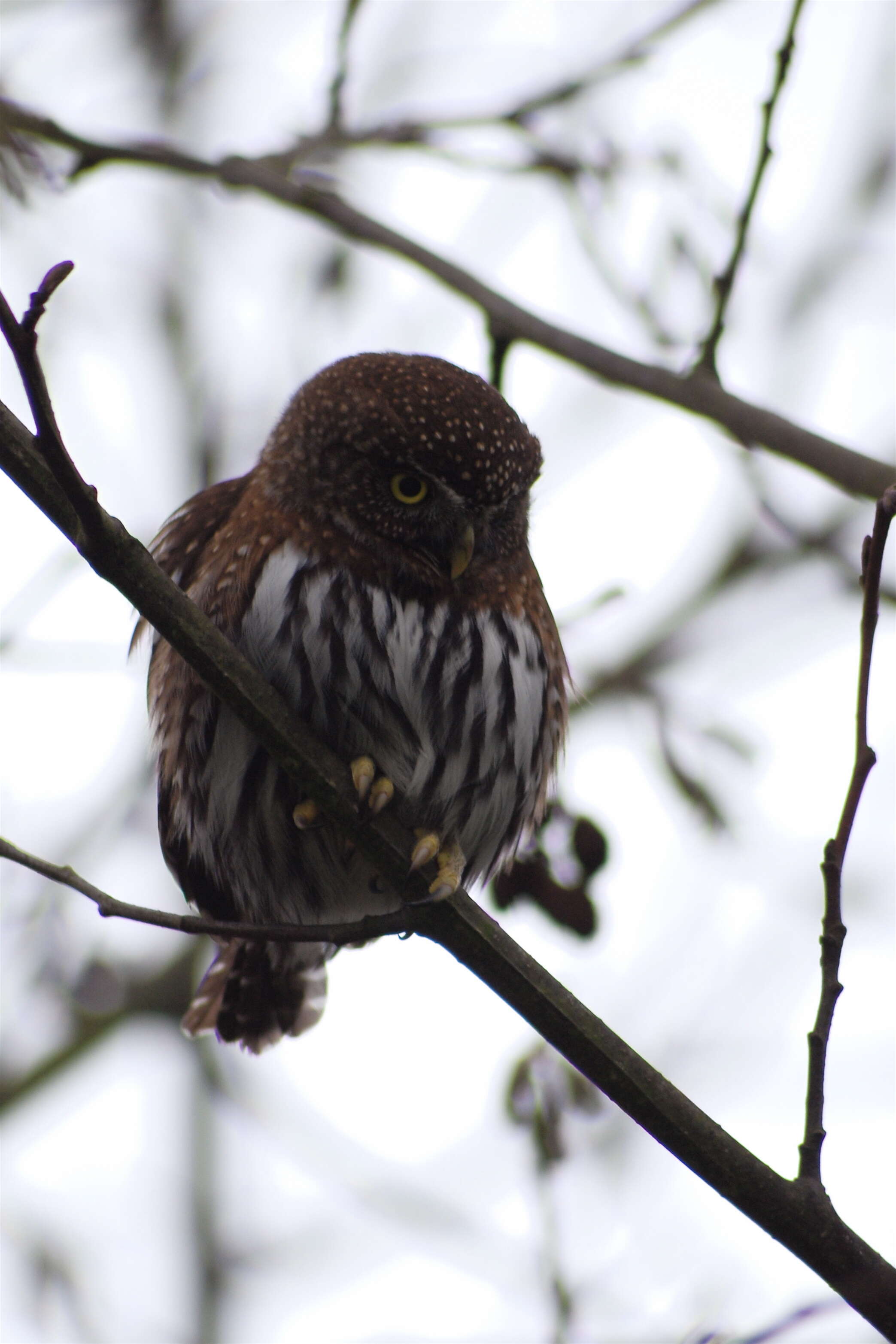 Image of Northern Pygmy Owl