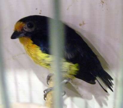 Image of Violaceous Euphonia