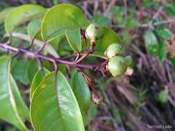 Image de Vismia guianensis (Aubl.) DC.