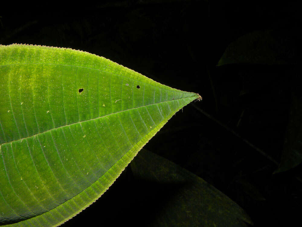 Image of Miconia paleacea Cogn.