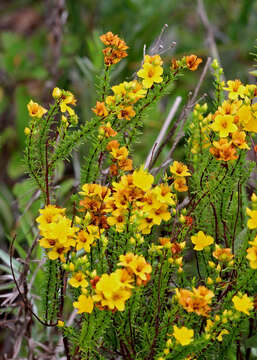 Image of Atlantic St. John's-Wort