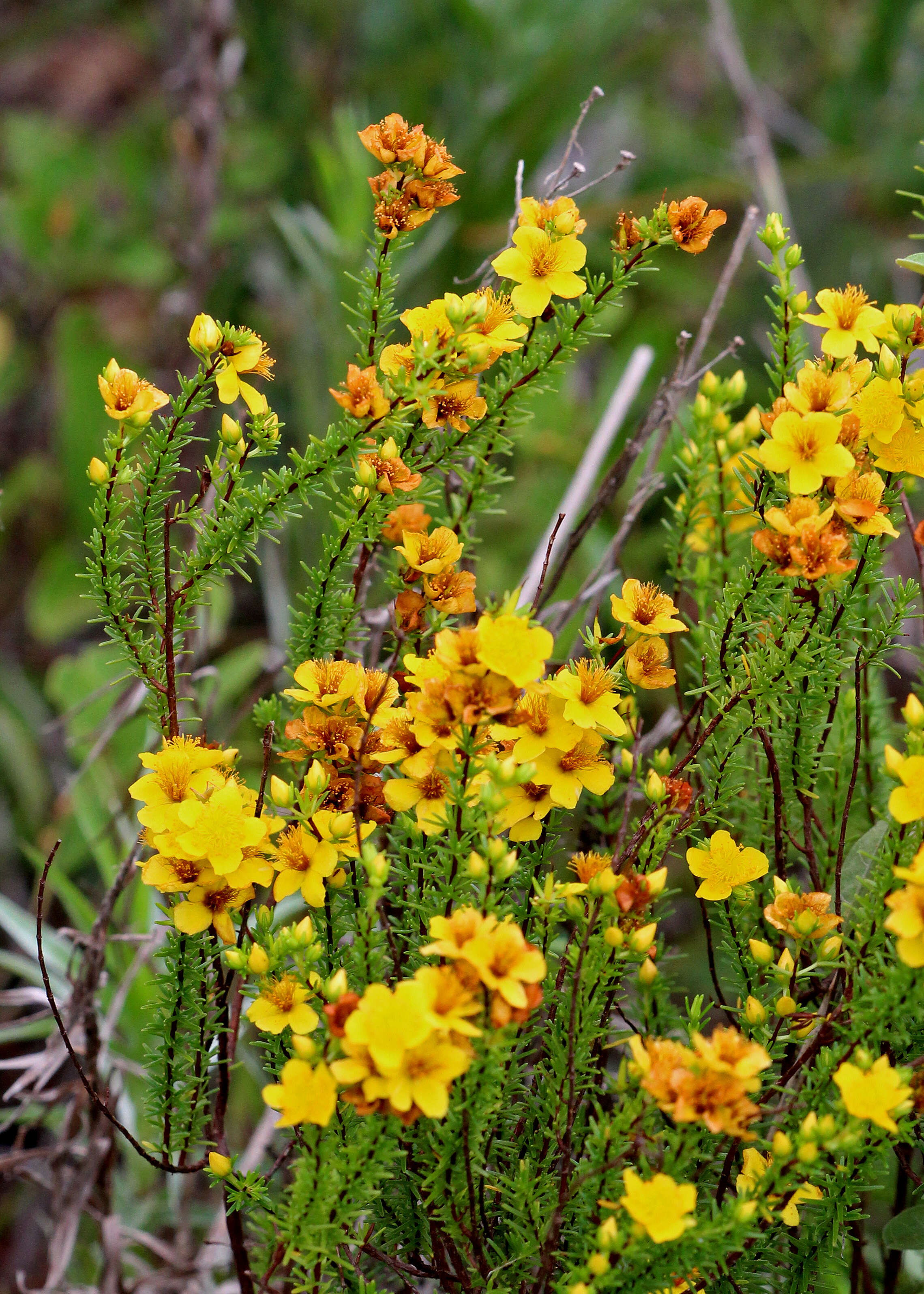 Image de Hypericum tenuifolium Pursh