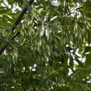 Sivun Fraxinus angustifolia subsp. oxycarpa (M. Bieb. ex Willd.) Franco & Rocha Afonso kuva