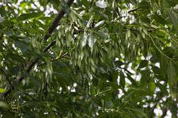 Image of Narrow-leafed Ash