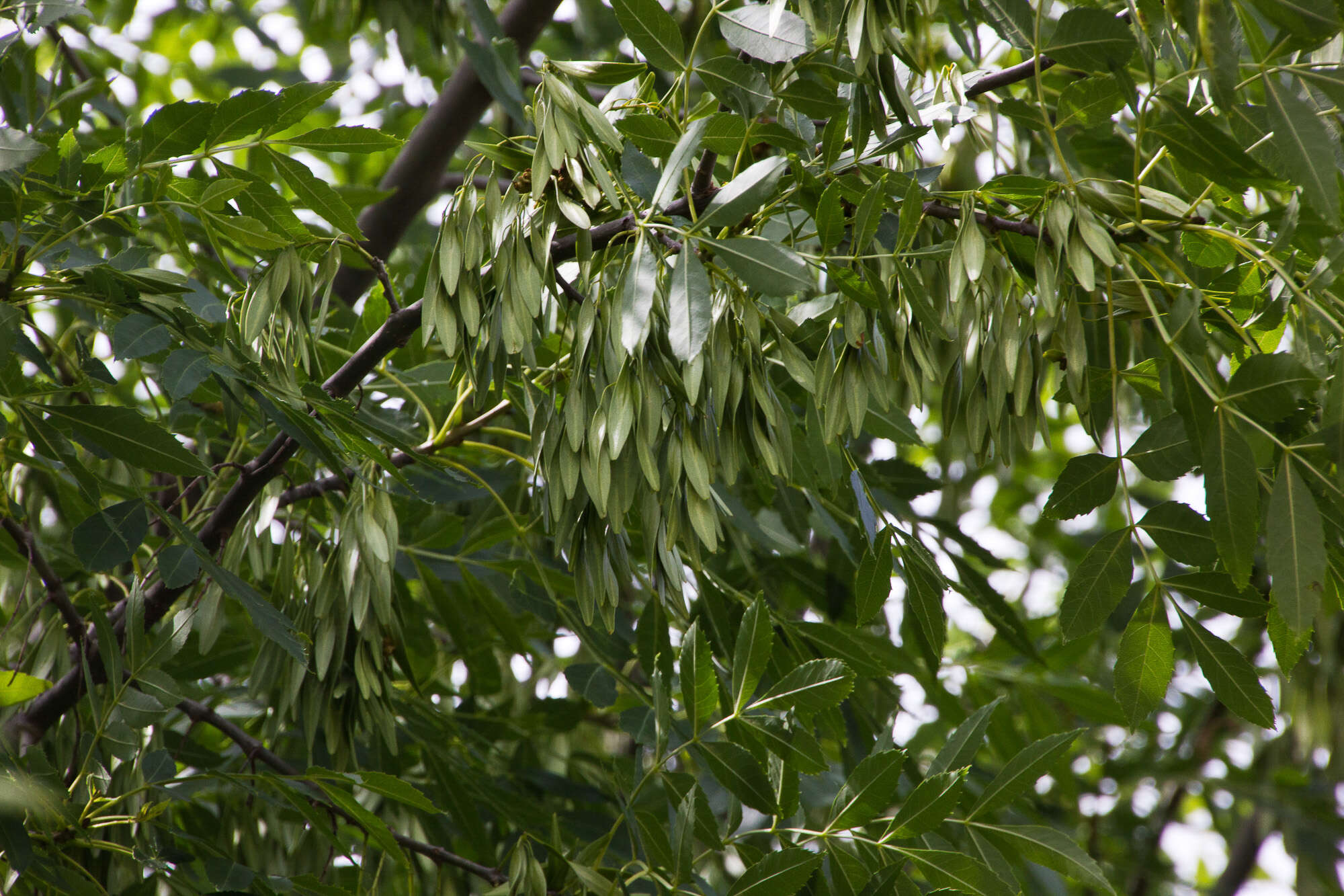 Plancia ëd Fraxinus angustifolia Vahl