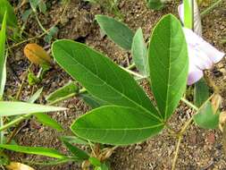 Plancia ëd Centrosema bracteosum Benth.