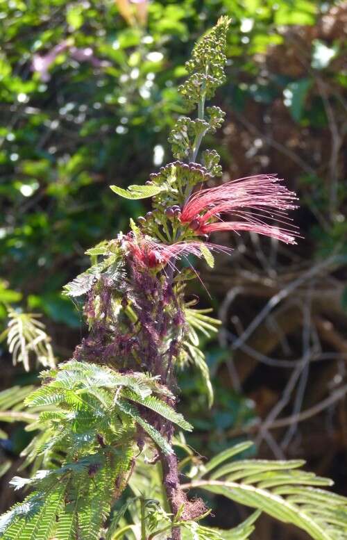 Imagem de Calliandra houstoniana (Mill.) Standl.