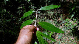 Image of Erythroxylum nobile O. E. Schulz