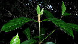 Image of Psychotria mapourioides DC.