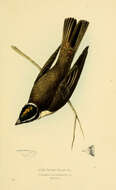 Image of Legatus Sclater & PL 1859