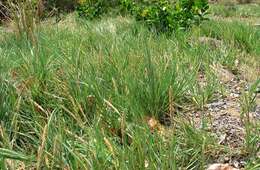 Image of seashore dropseed