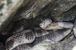 Imagem de Crotalus Linnaeus 1758