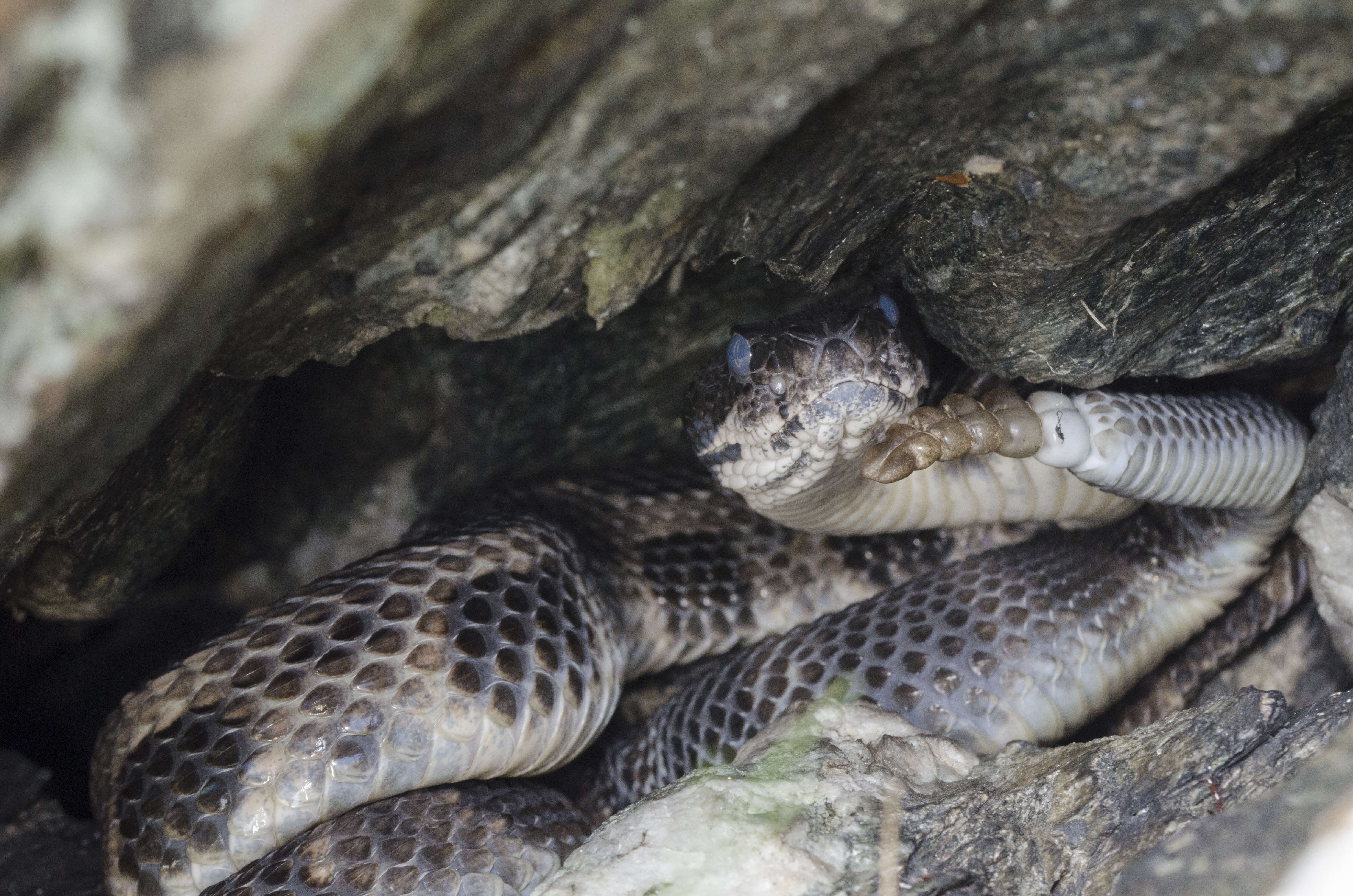 Image of Timber Rattlesnake