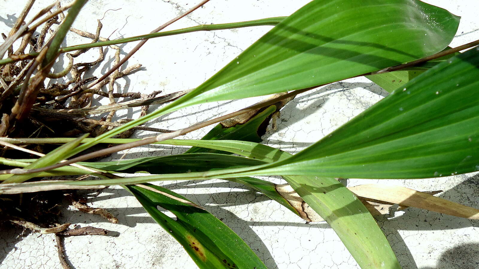 Image of Koellensteinia spiralis Gomes Ferreira & L. C. Menezes