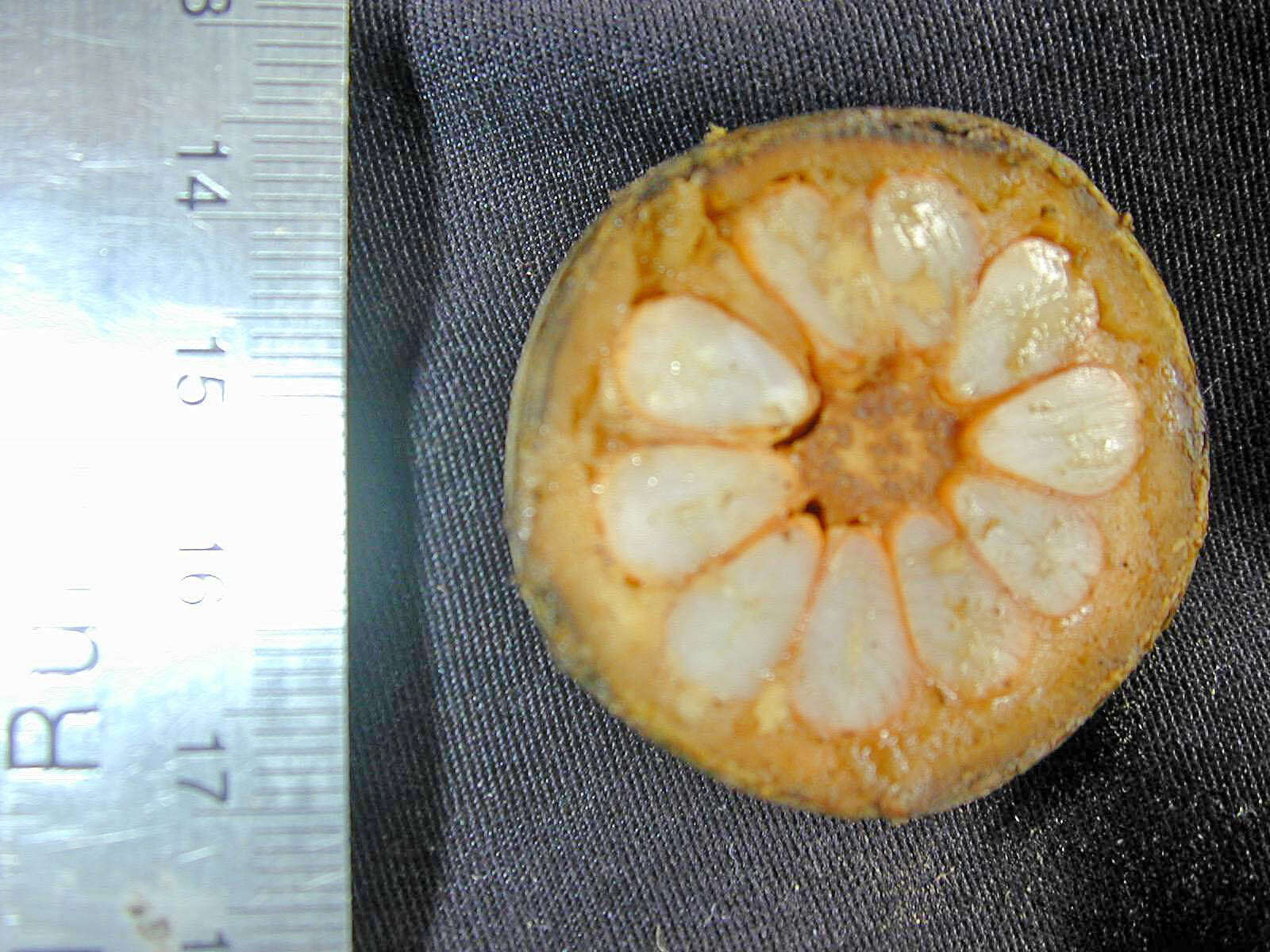 Image of Diospyros subrotata Hiern