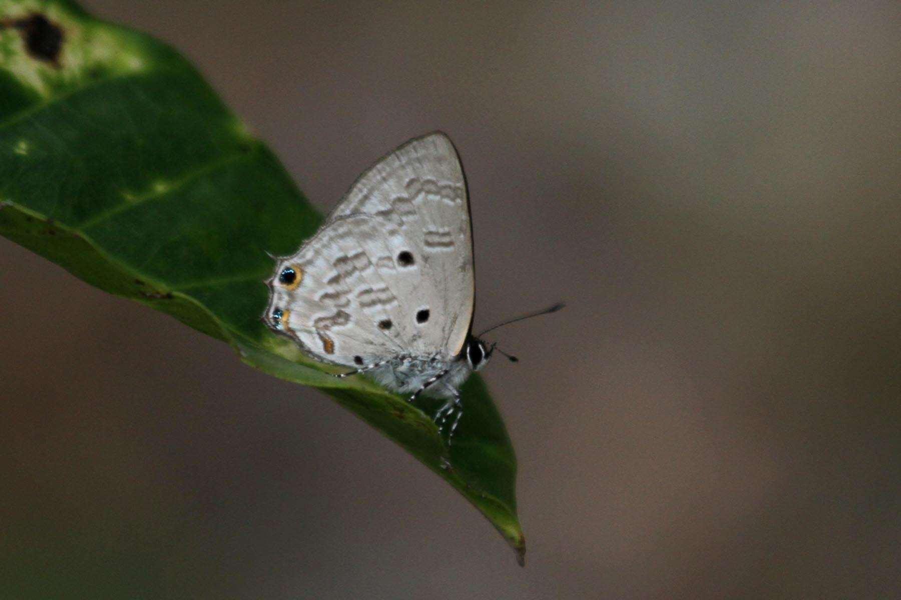 Imagem de Anthene rubrimaculata tukuyu