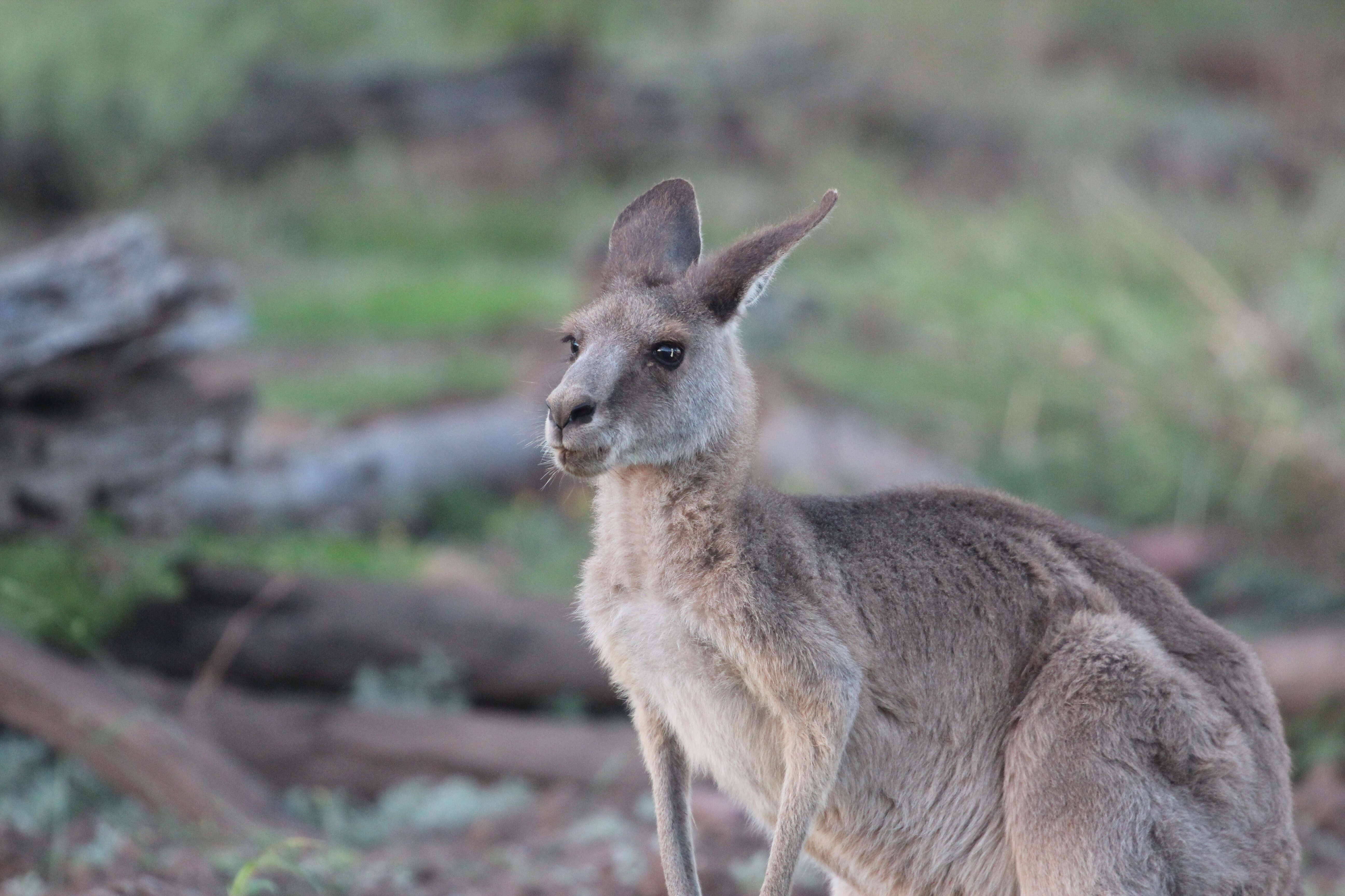 Image of Macropus giganteus giganteus Shaw 1790