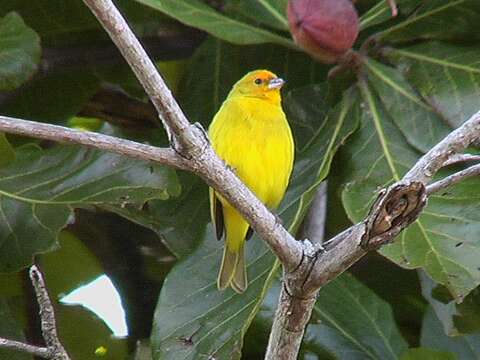 Image of Saffron Finch