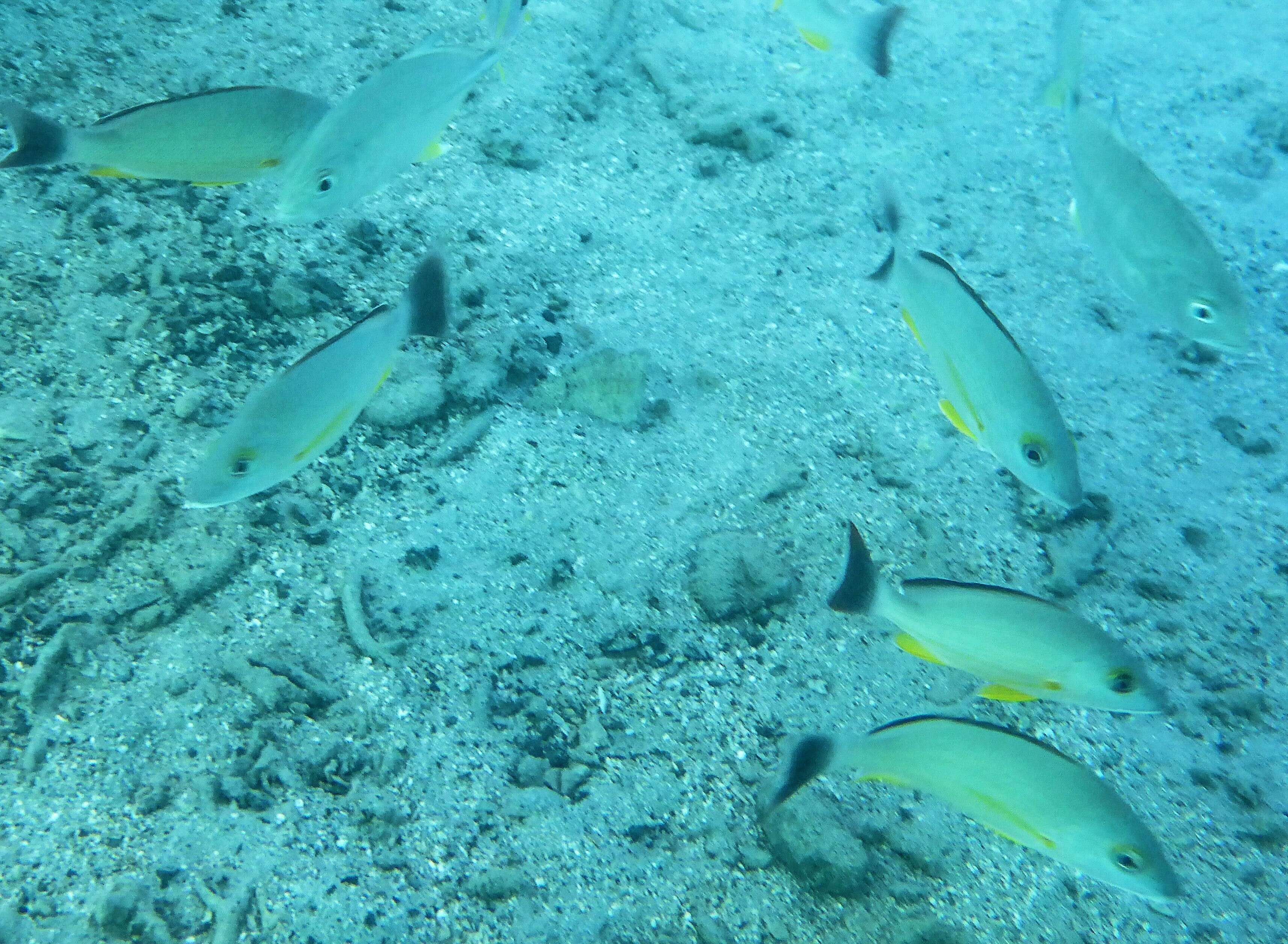 Image of Blacktail snapper