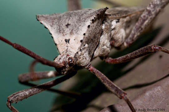 Image of broad-headed bugs