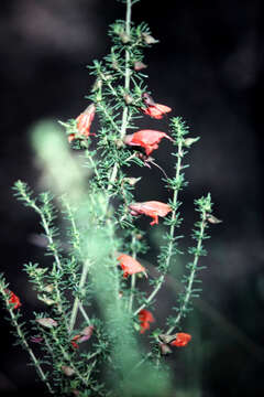 Image of Mint bush