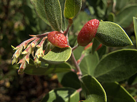 Image of Manzanita Leaf Gall Aphid