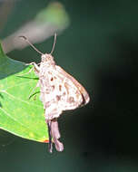 Image of Dorantes Longtail