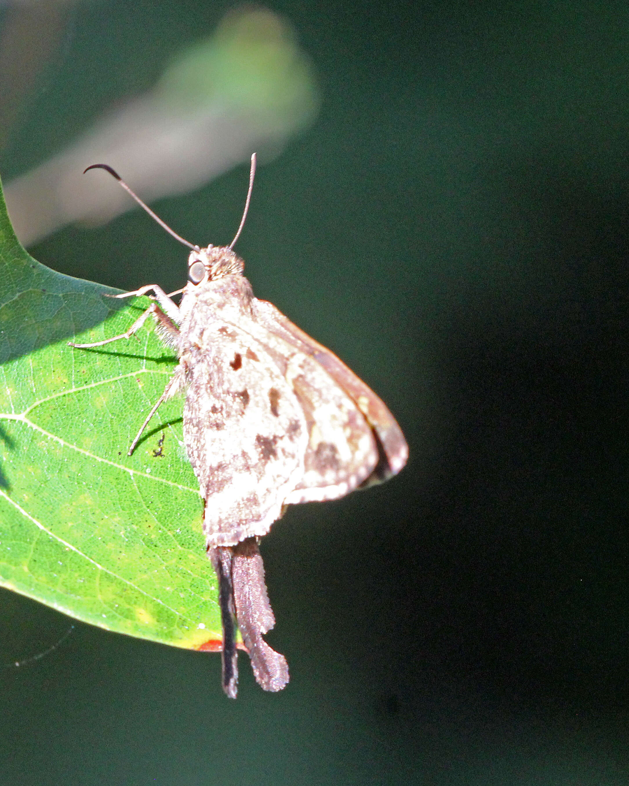 Image of Dorantes Longtail