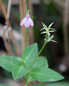 Image of Loose-Flower Water-Willow