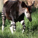 Sivun Okapi kuva