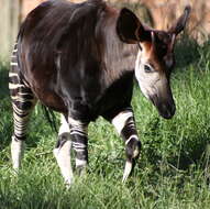 Image of Okapi