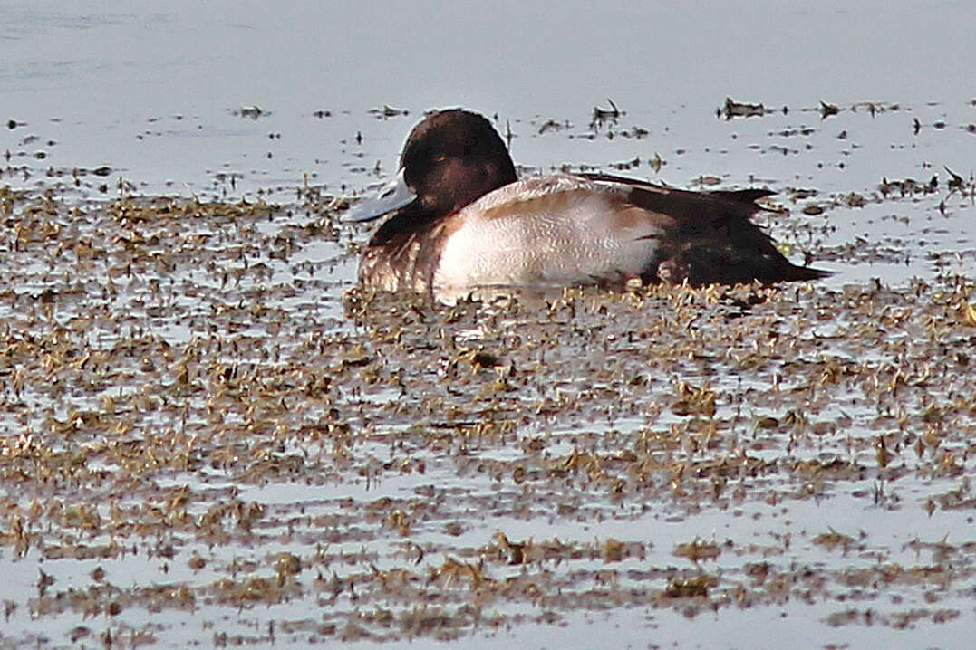 Image of Lesser Scaup