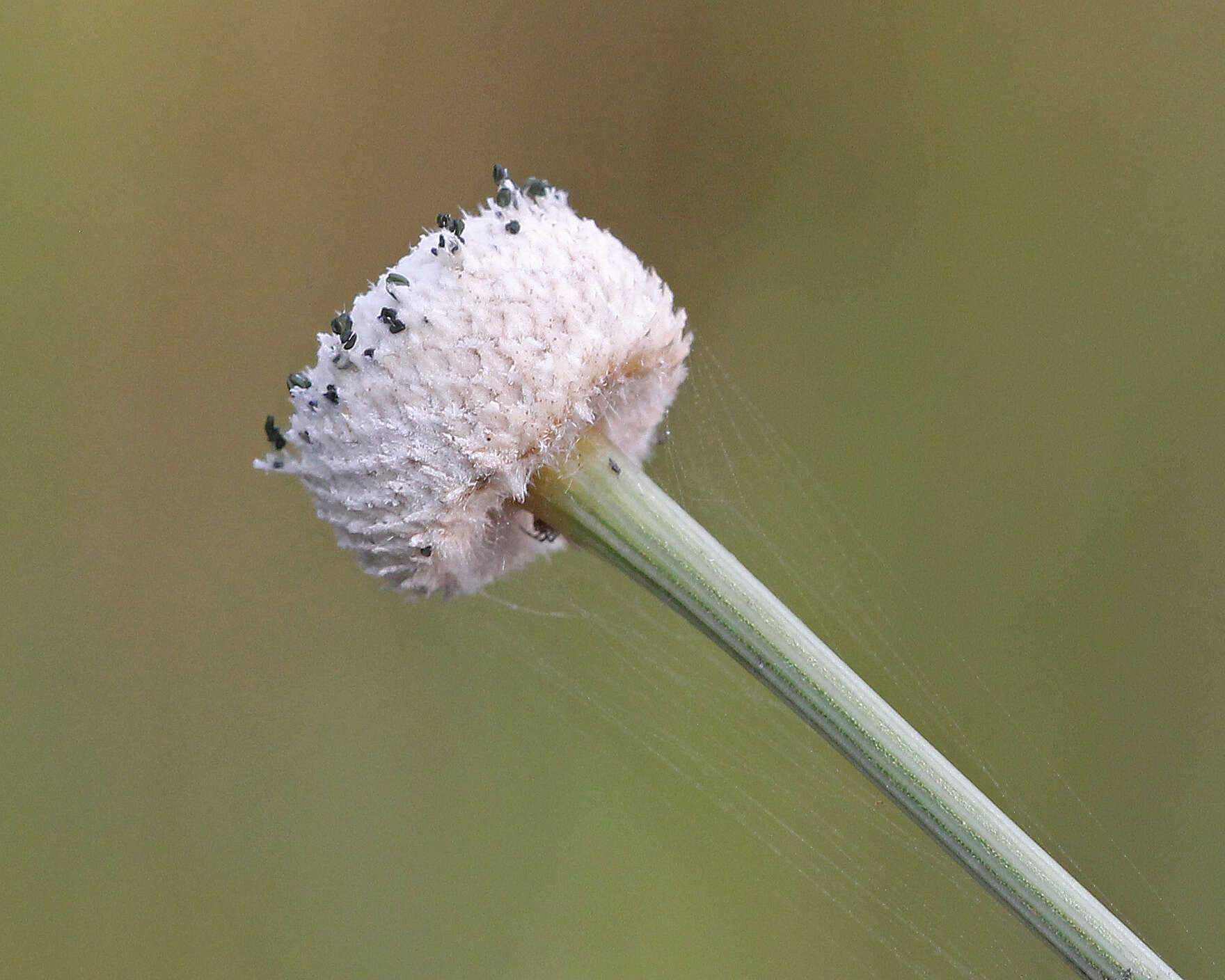 Sivun Eriocaulon decangulare L. kuva