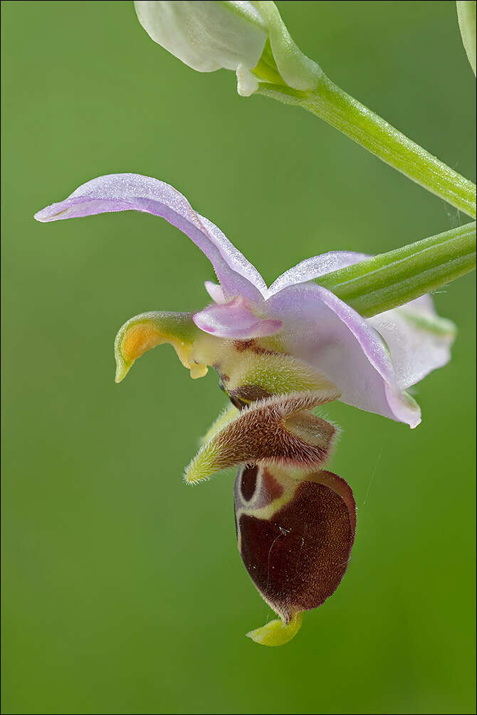 Image of Woodcock bee-orchid