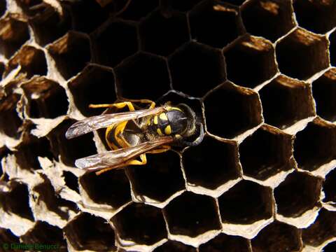 Image of Common wasp