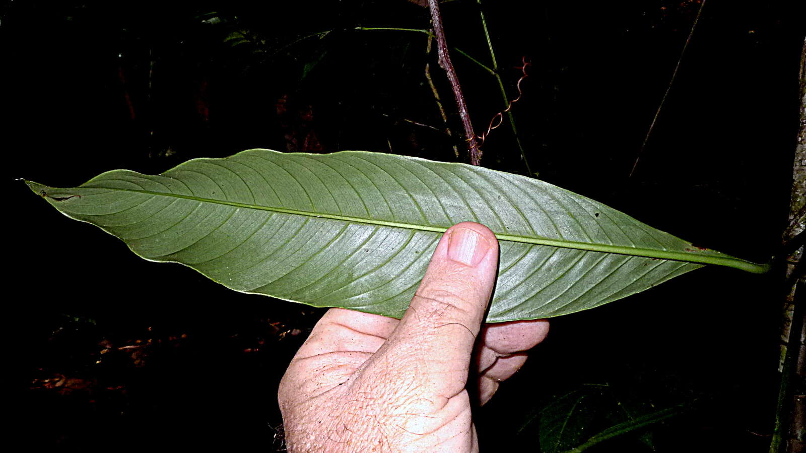 Image of Rhodospatha oblongata Poepp.