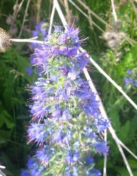 Image of blueweed