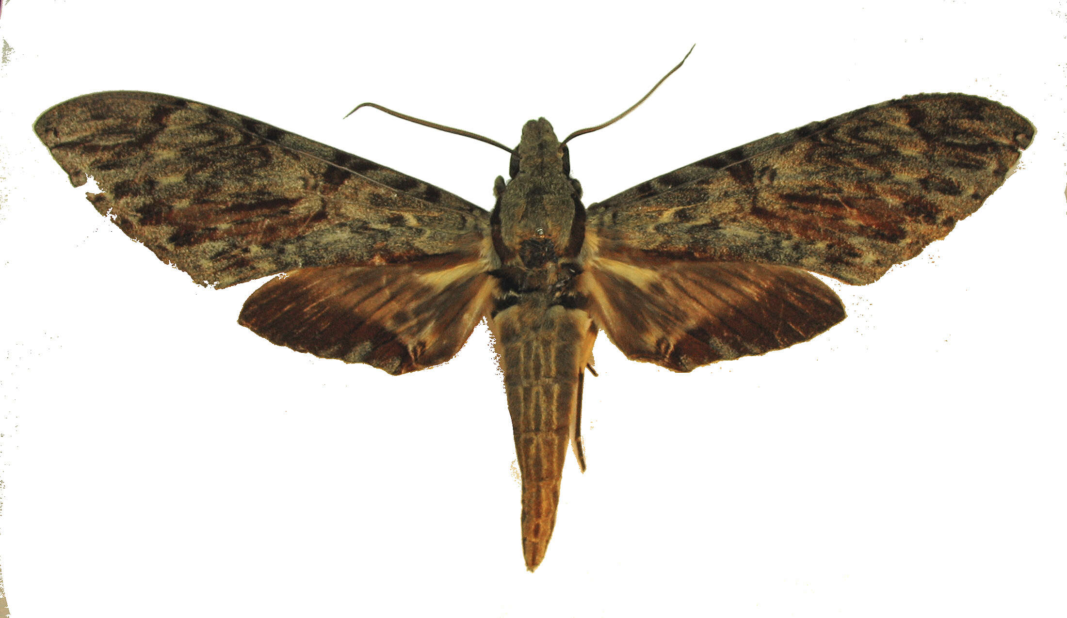 Image of Cocytiina