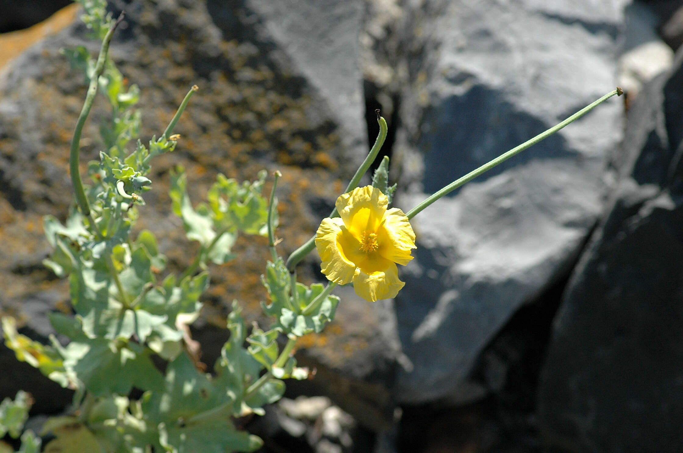 Image of hornpoppy