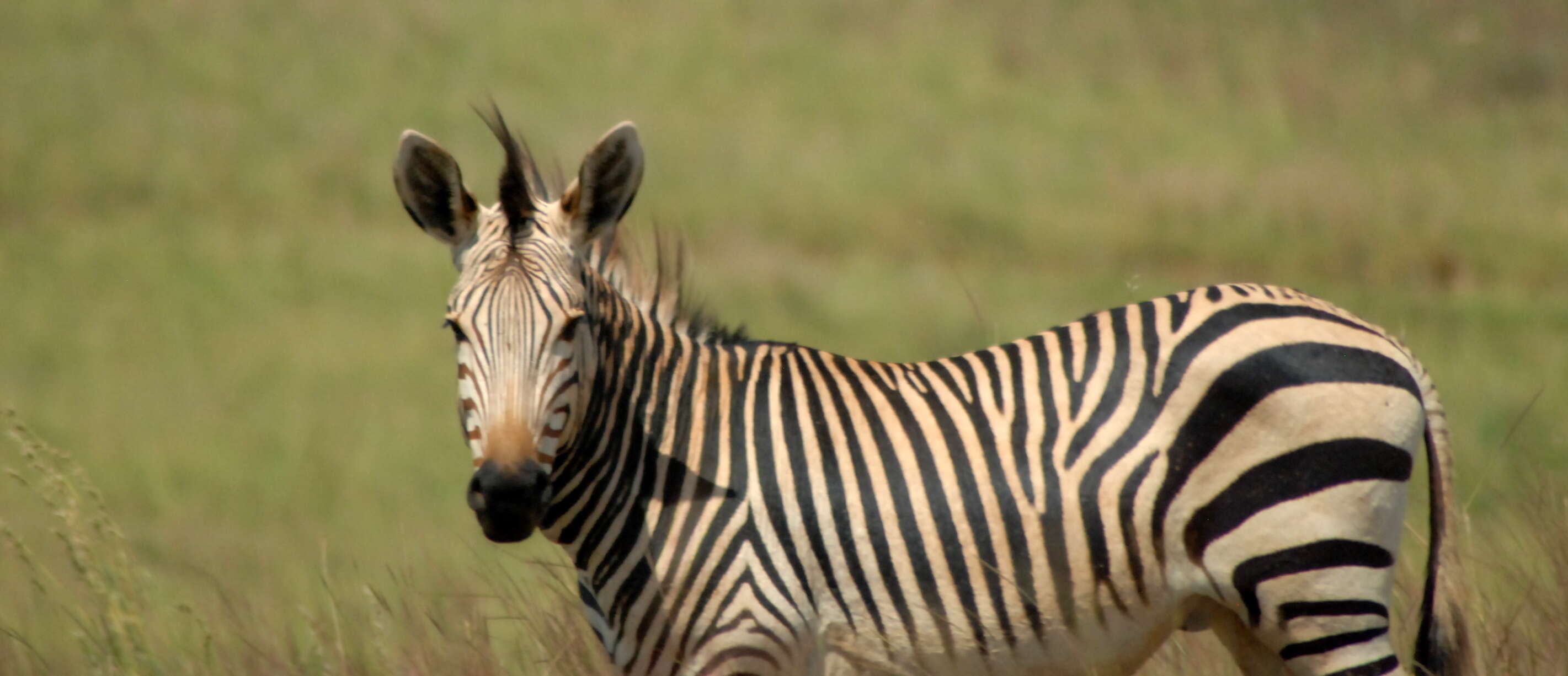 Image of zebra