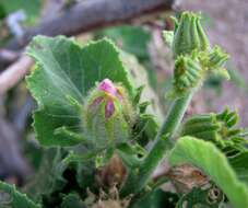 Image of lindenleaf rosemallow