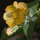 Sivun Abutilon grandifolium (Willd.) Sweet kuva